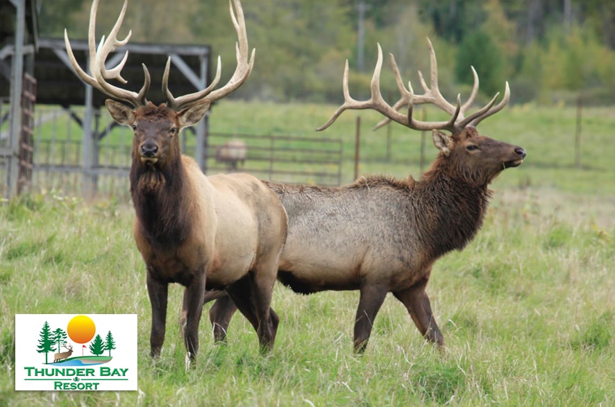 Thunder Bay Resort Photo